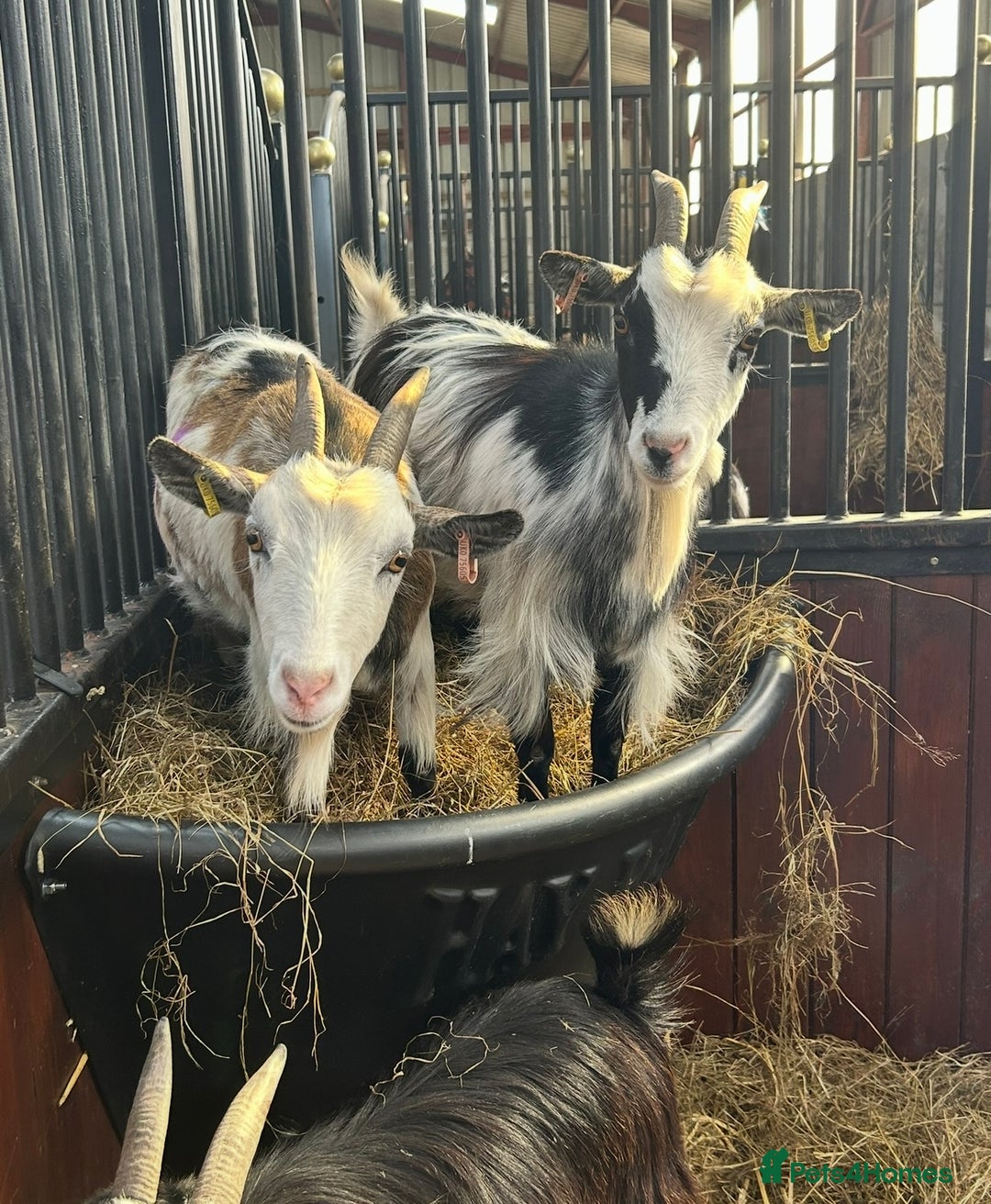 Goats livestock for sale: Reg Pygmy Nanny Goats  - Image 7