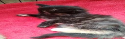Mixed Breed cats for sale: Two gorgeous tortie girls - Advert 5