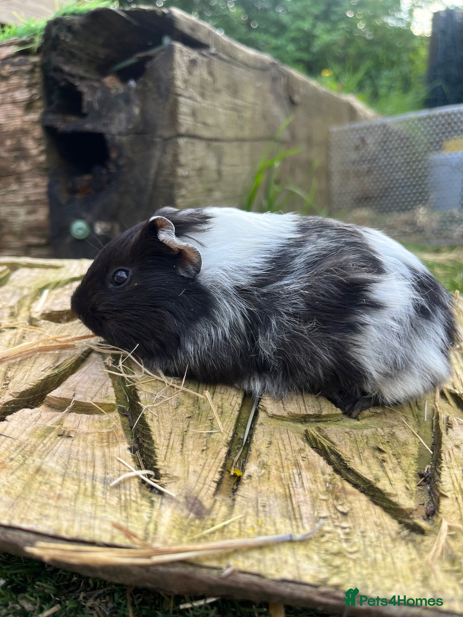 Guinea Pig rodents Fancy Guinea Pigs  - Advert 1
