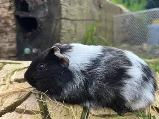 Guinea Pig rodents Fancy Guinea Pigs - Advert 1