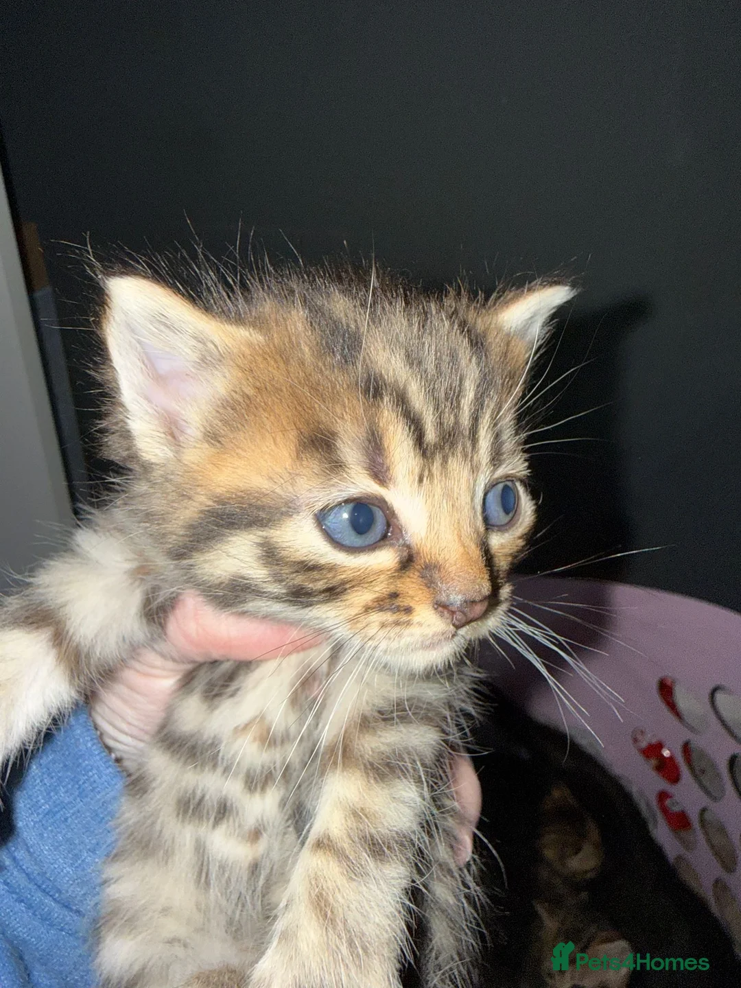 Mixed Breed cats for sale: Mixed gender kittens - Advert 3