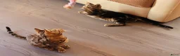 Bengal cats for sale: Bengal beatiful kittens ready for new home 🐱🏠🐾  - Advert 19