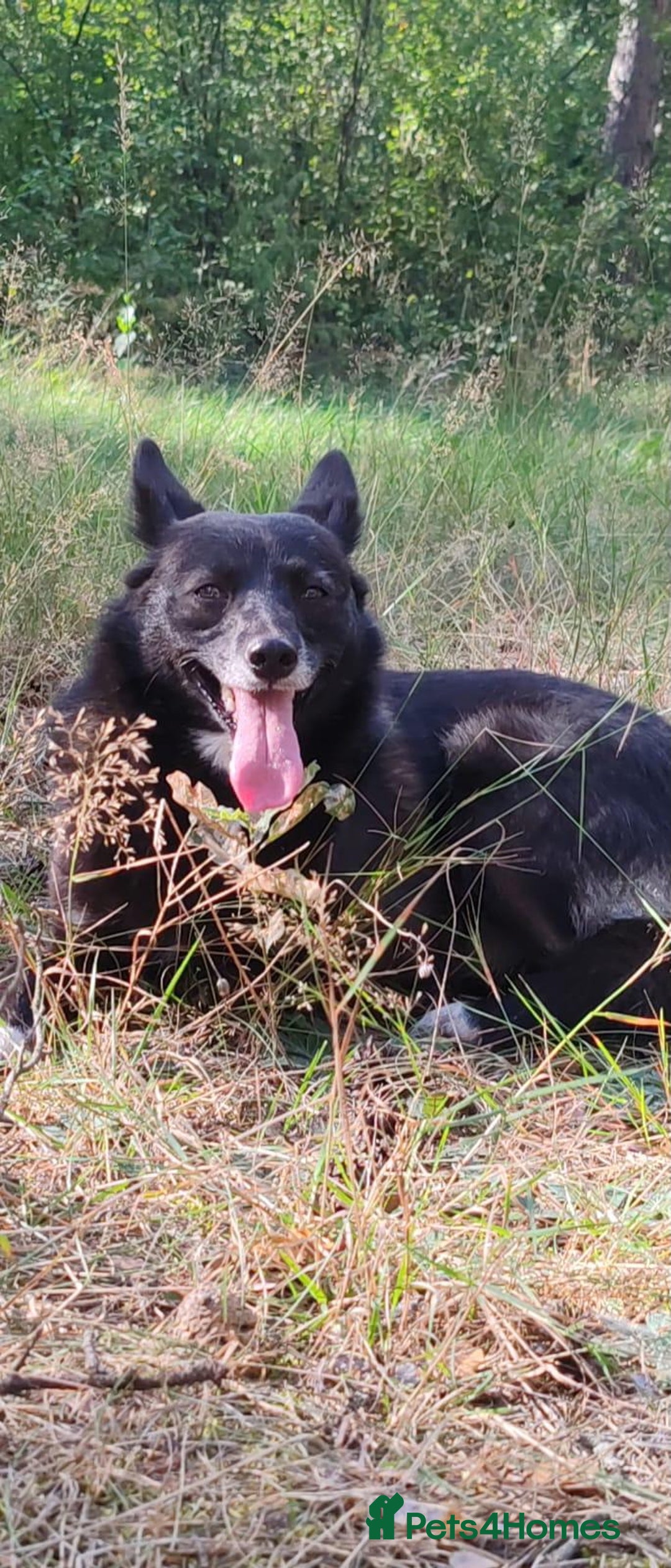 German Shepherd dogs for adoption: WENDY – German Shepherd–Type (Female) - Advert 2