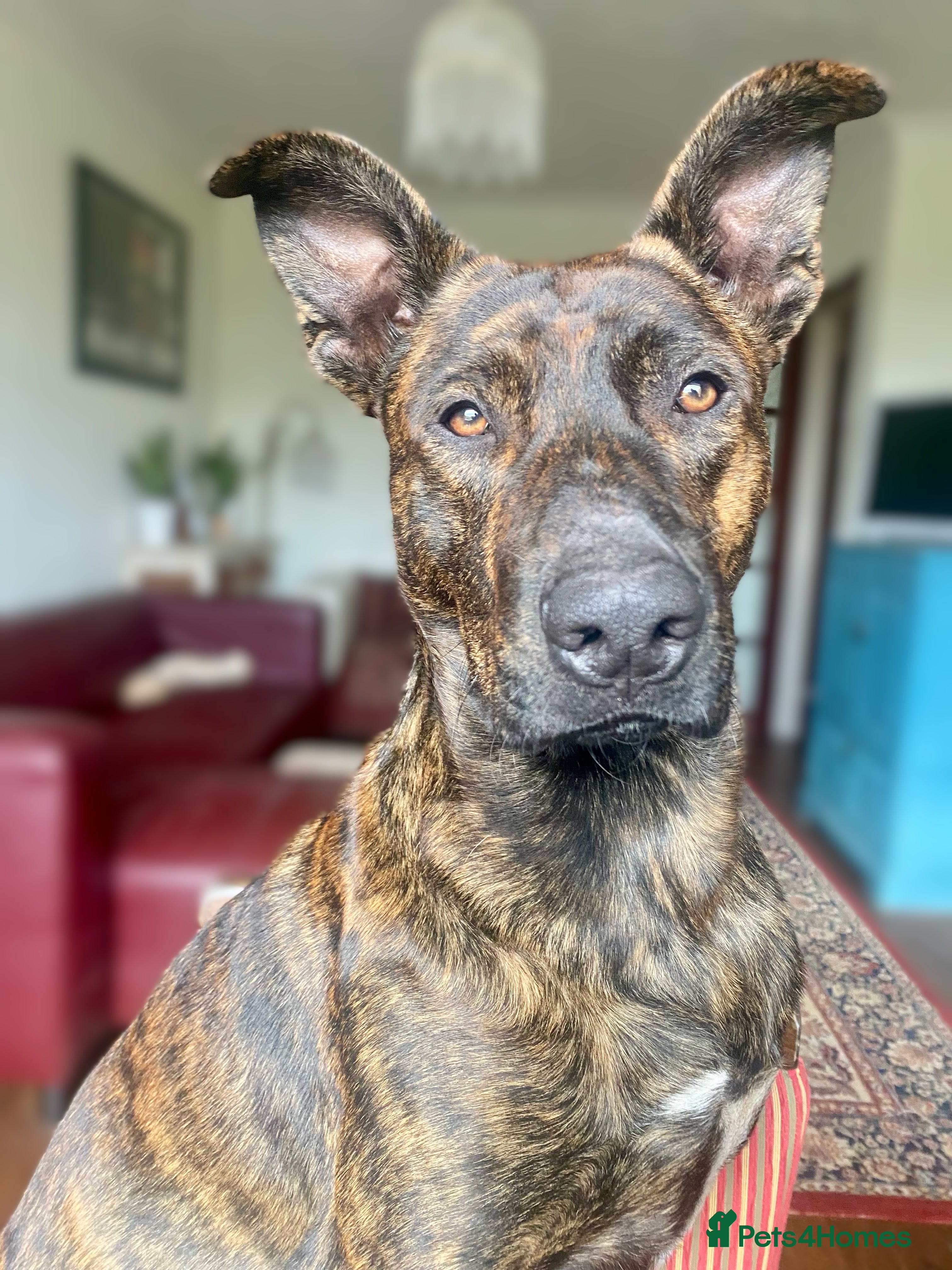 Mixed Breed dogs Belgian Shepherd Mix - Advert 5