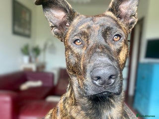 Mixed Breed dogs - Advert 3