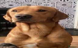 Labrador Retriever dogs for stud: Fox red lab stud only  - Image 3