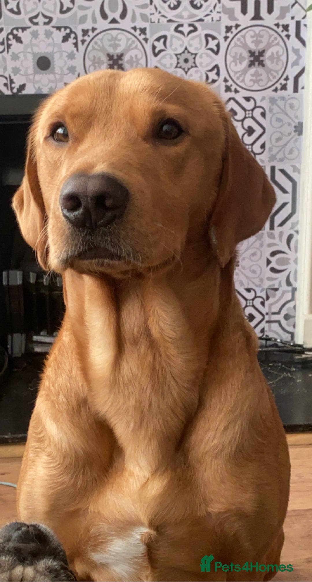 Labrador Retriever dogs for stud: Fox red lab stud only  - Image 3