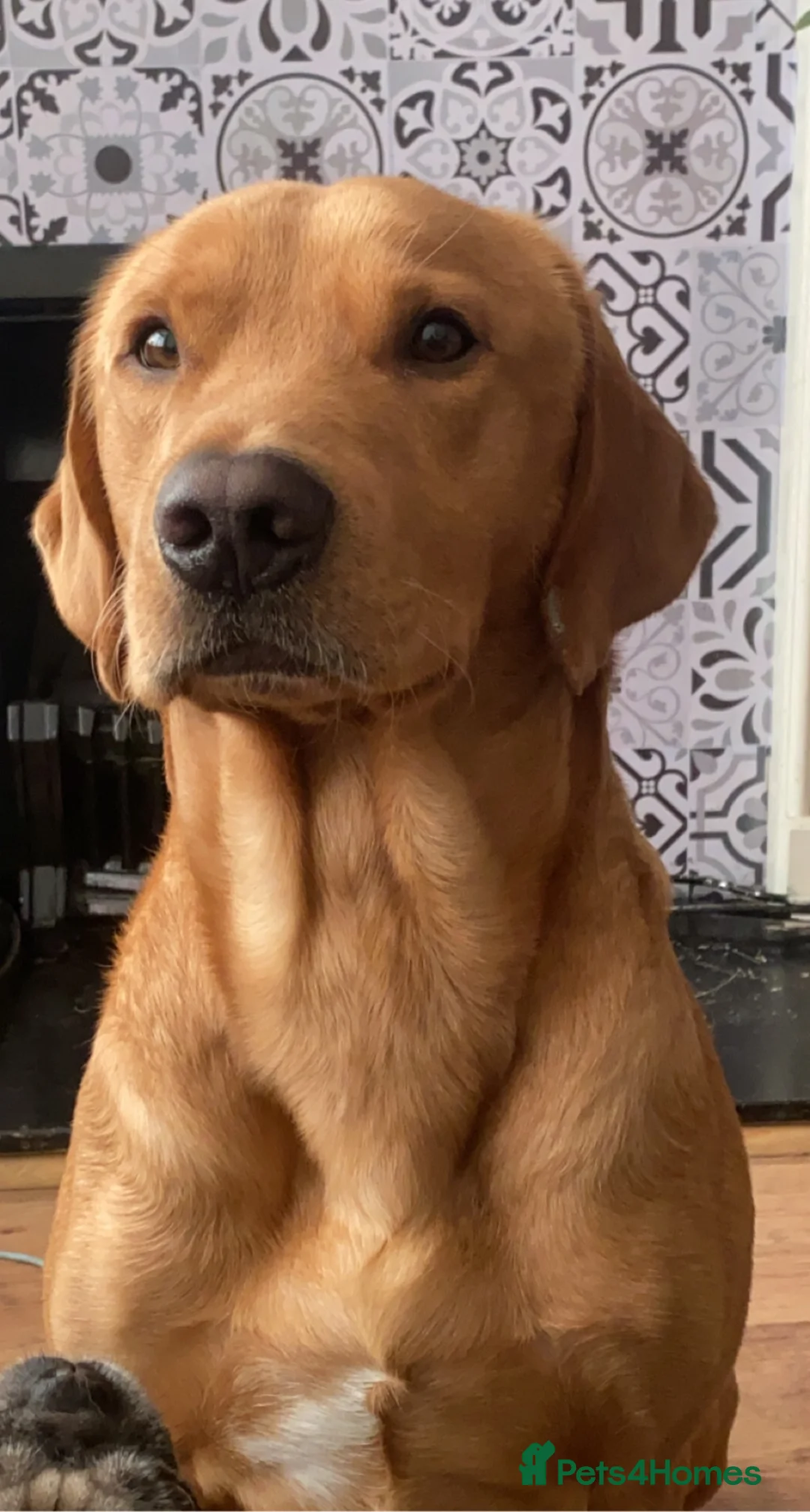 Labrador Retriever dogs for stud: Fox red lab stud only  - Advert 2