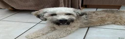 Mixed Breed dogs for adoption: Petunia 🌺  in Bedford - Advert 18