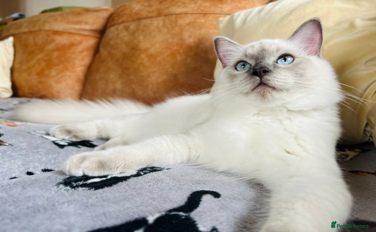 Ragdoll cats - Advert 12