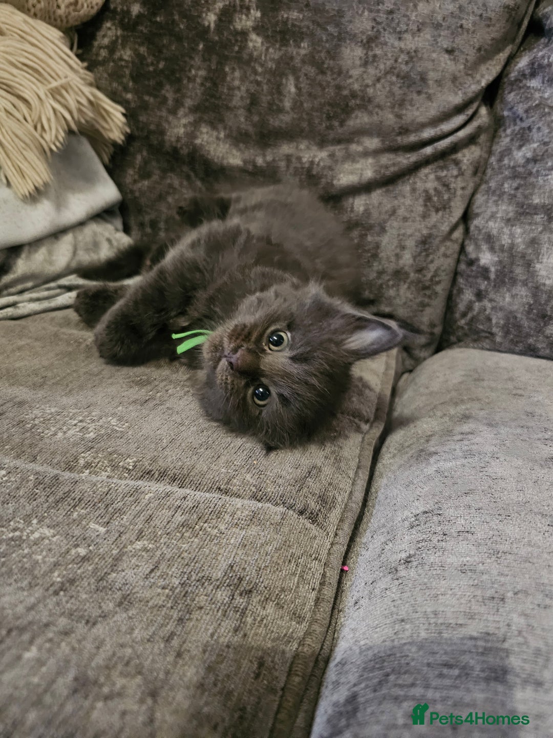 Maine Coon cats for sale: Maine Coon × Siberian - Advert 8