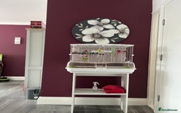 Budgerigars birds for sale: A pair of budgie requiring a new home. - Image 1