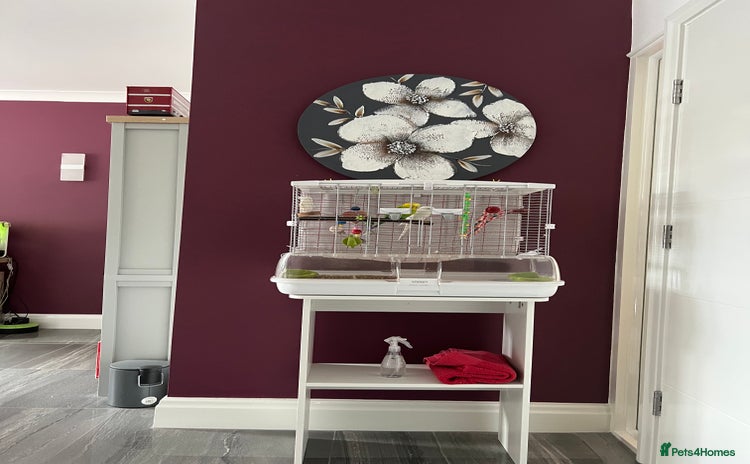 Budgerigars birds - Advert 6
