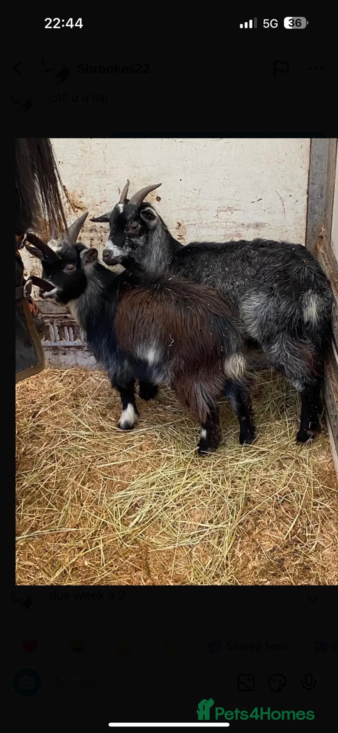Goats livestock for sale: 2 goats for sale  in Stockport - Advert 5