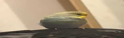 Budgerigars birds for sale: Budgie  in Dagenham - Advert 2