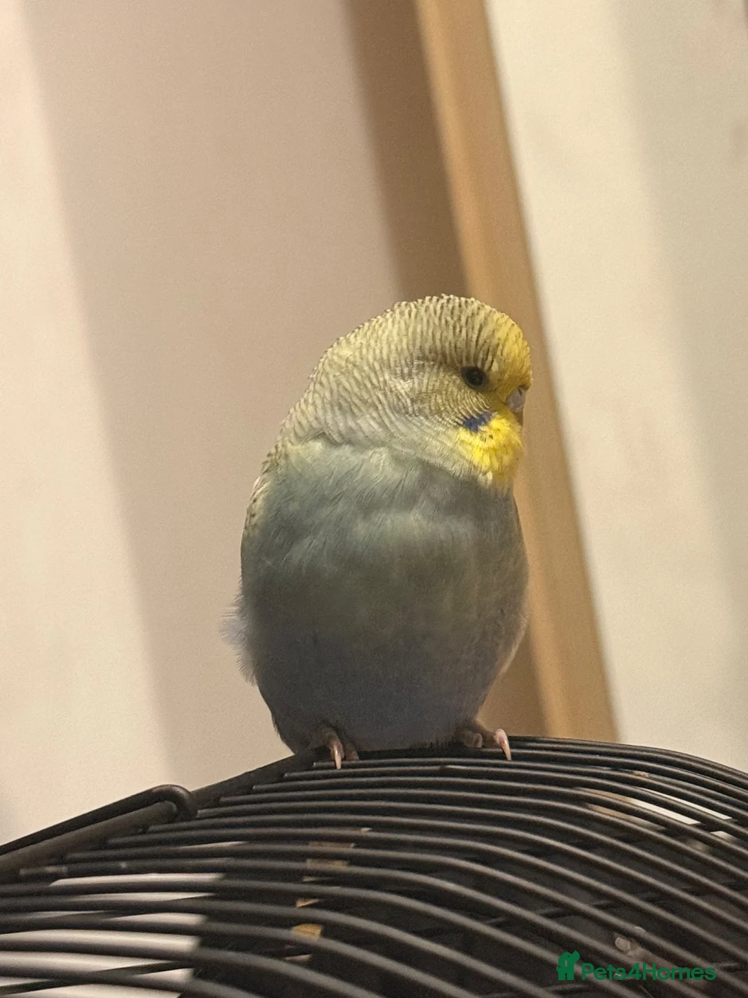 Budgerigars birds for sale: Budgie  in Dagenham - Advert 2