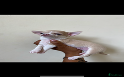 Chihuahua dogs for sale: ❤️Health tested tiny Chihuahua puppies❤️ - Image 5