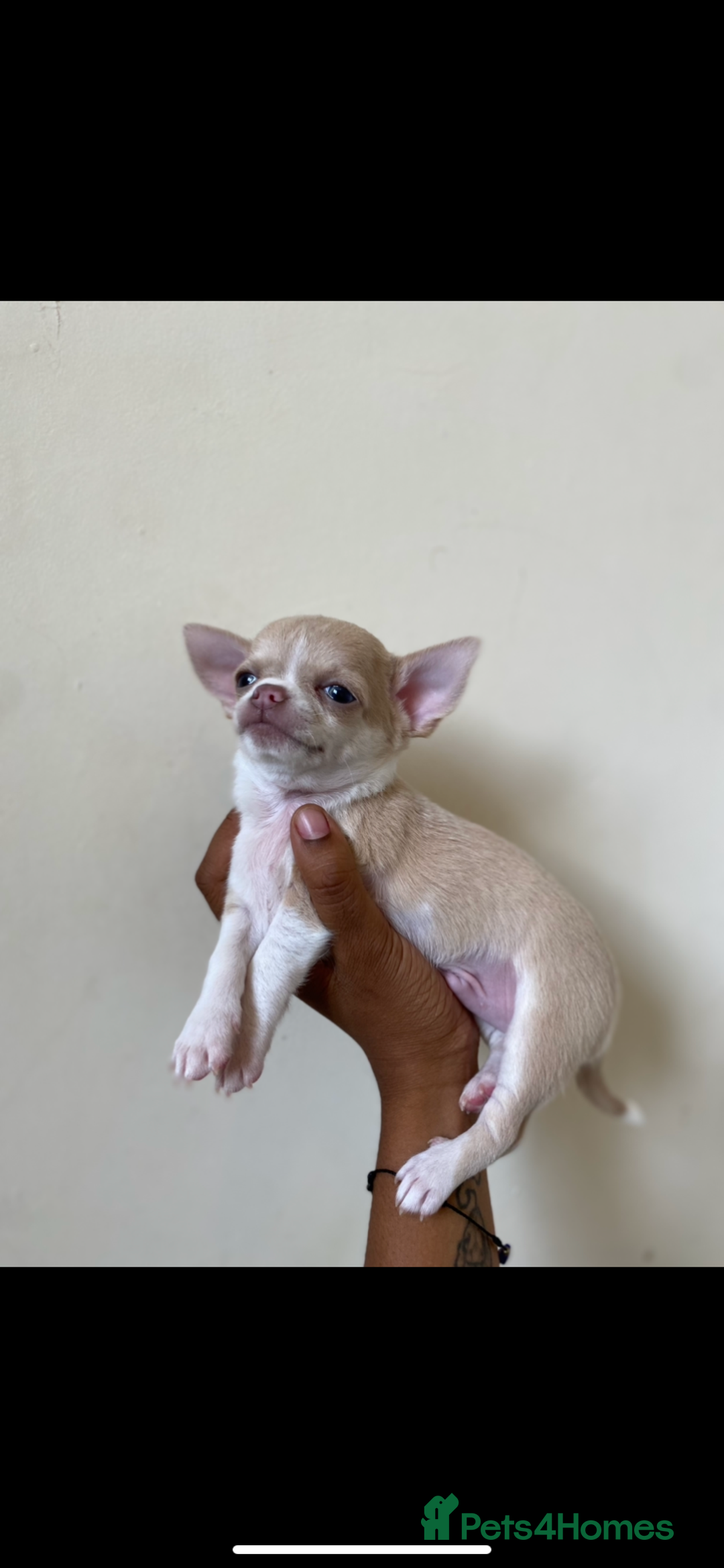 Chihuahua dogs for sale: ❤️Health tested tiny Chihuahua puppies❤️ - Image 5