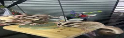 Sugar Glider rodents for sale: Sugar Glider Trio for Sale  - Advert 4