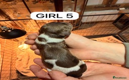 English Springer Spaniel dogs for sale: Gorgeous ESS Puppies-Heavily Marked Liver & White - Image 10