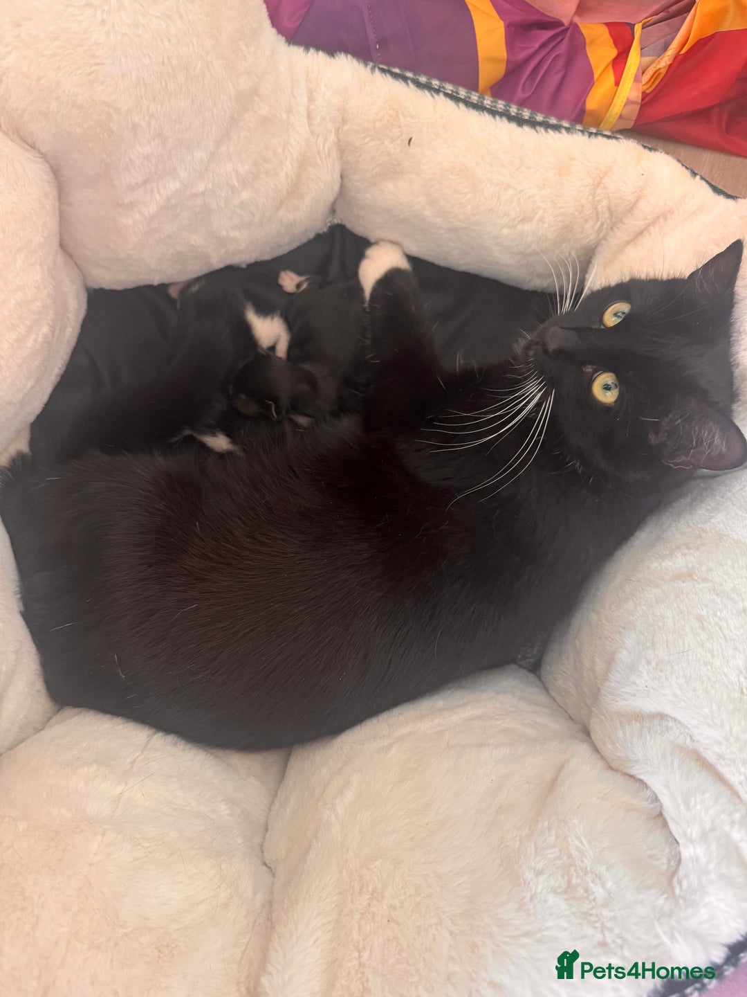 Mixed Breed cats for sale: Two beautiful kittens 🐈‍⬛ - Image 7