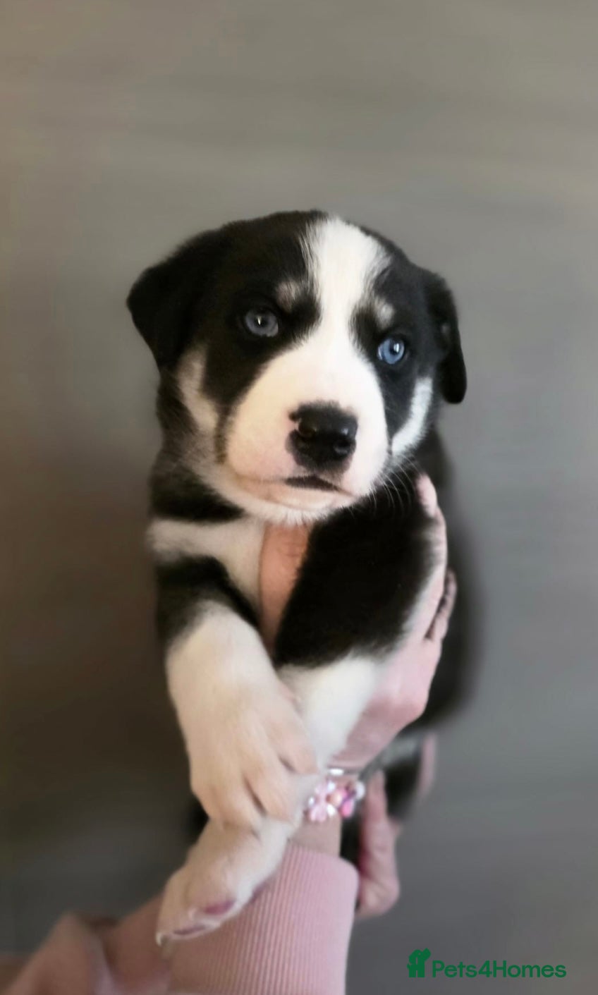 Mixed Breed dogs Huskador Pups For Sale - Advert 1
