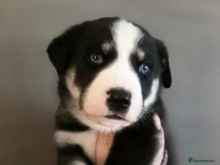 Mixed Breed dogs Huskador Pups For Sale - Advert 1