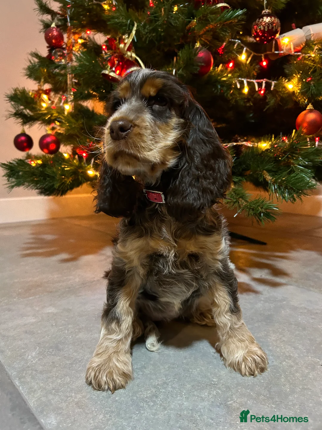 Cocker Spaniel dogs for sale: Show Cocker Girl pup - fantastic pedigree  - Advert 3
