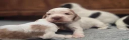Cocker Spaniel dogs for sale: KC registered SHOW cocker spaniels - Advert 5