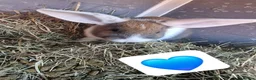 Mixed Breed rabbits for sale: 5 baby bunnies - Advert 4