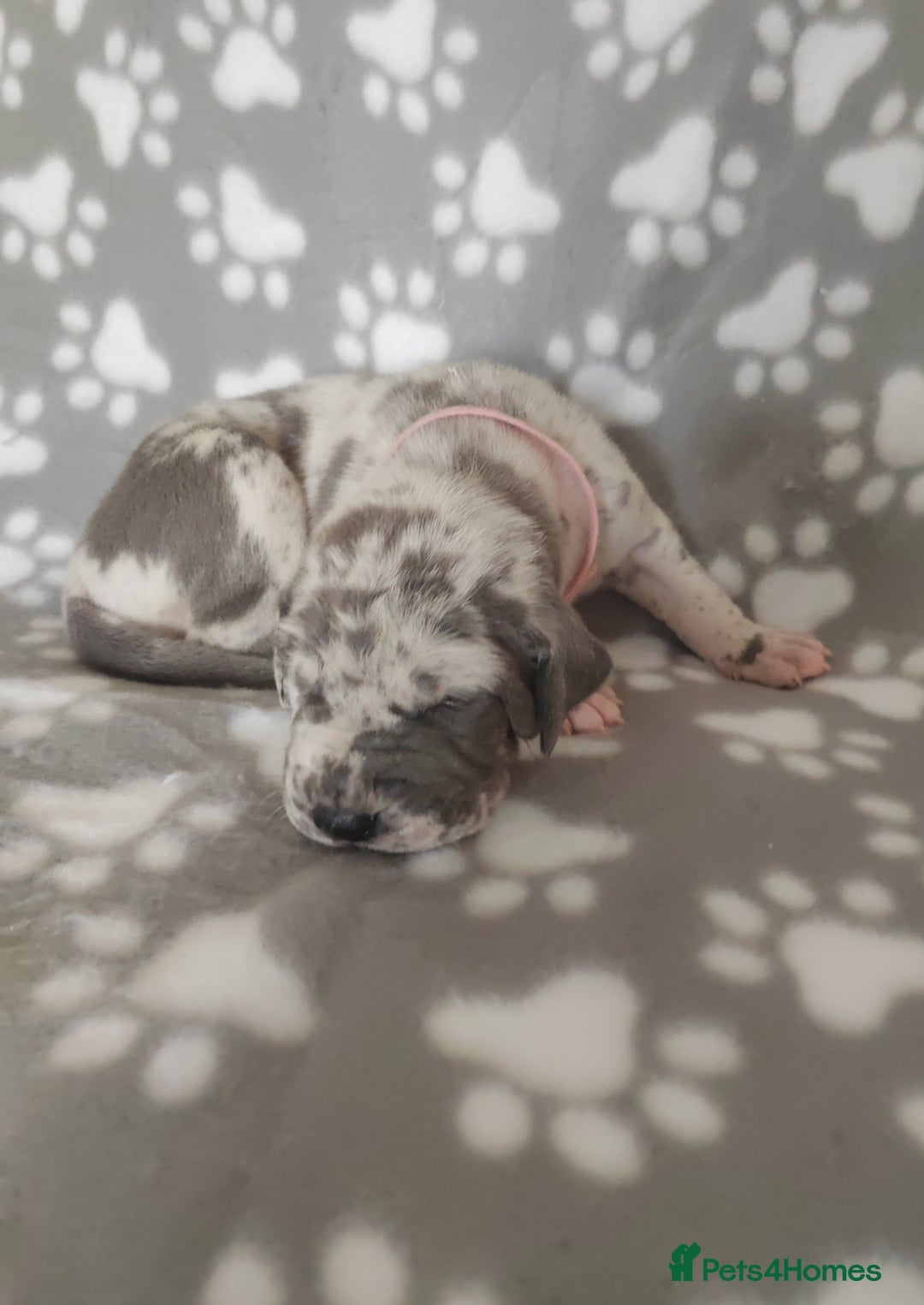Great Dane dogs for sale: Beautiful KC registered Great Dane Puppies  - Image 14