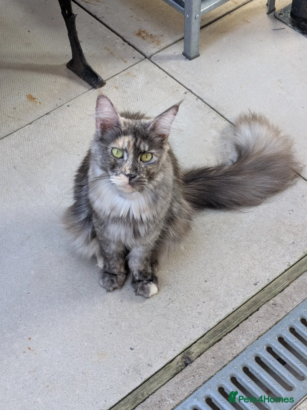 Maine Coon cats for sale: 5 beautiful male coon males  - Advert 1