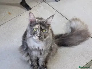 Maine Coon cats 5 beautiful Maine coon males - Advert 15