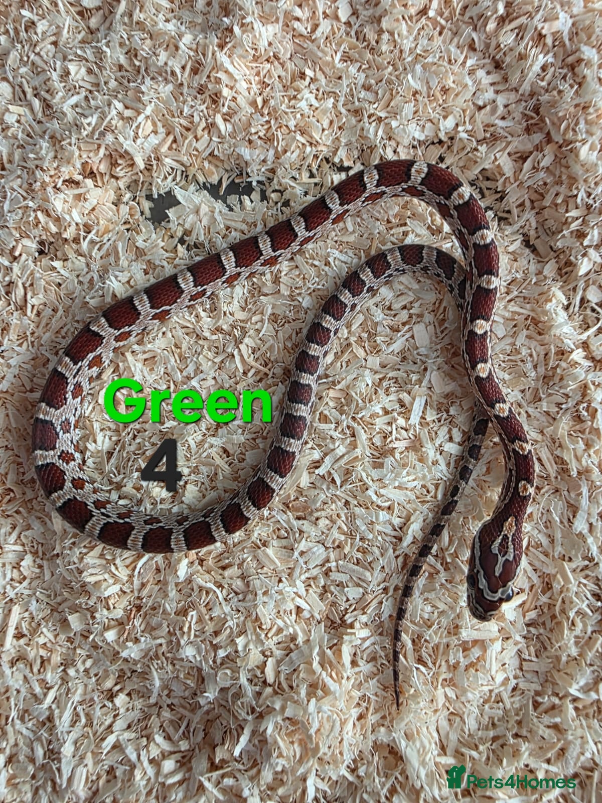 Corn Snake reptiles for sale: Various Cornsnakes avilable  - Advert 19