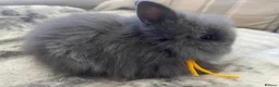 Lionhead rabbits for sale: Fluffy double mane lion head rabbits for sale  - Advert 6