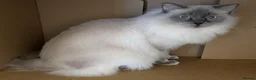 Ragdoll cats for sale: GCCF Blue Point Ragdoll male for rehome/co-own - Advert 4