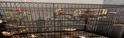 Budgerigars birds for sale: Bonded budgies + 132cm cage  in Walsall - Advert 5