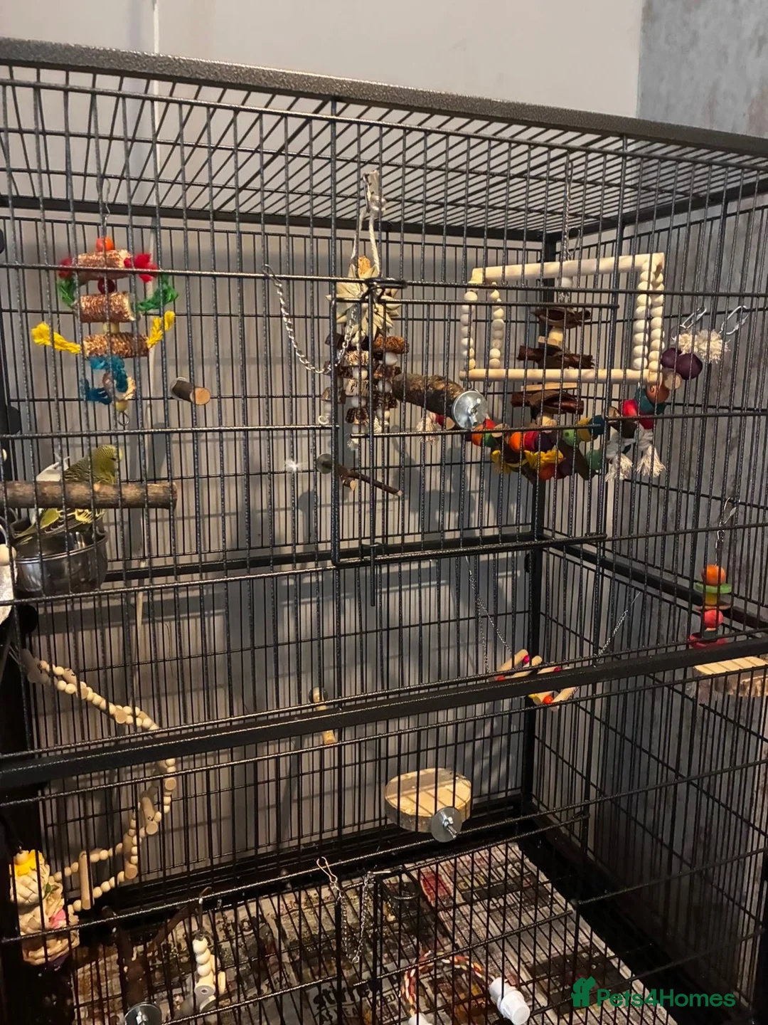 Budgerigars birds for sale: Bonded budgies + 132cm cage  in Walsall - Advert 5
