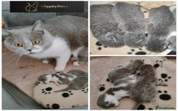British Shorthair cats for sale: GCCF registered chunky British Shorthair kittens  - Image 3