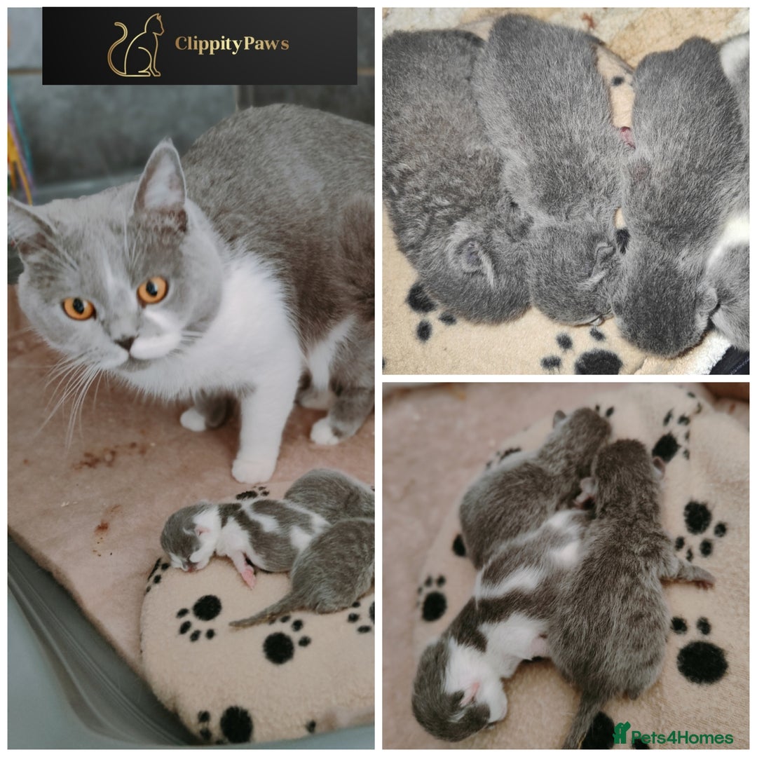 British Shorthair cats for sale: GCCF registered chunky British Shorthair kittens  - Image 3