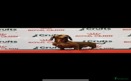 Miniature Dachshund dogs for sale: Champion Sired Show Quality Shaded Red Boys  - Image 12