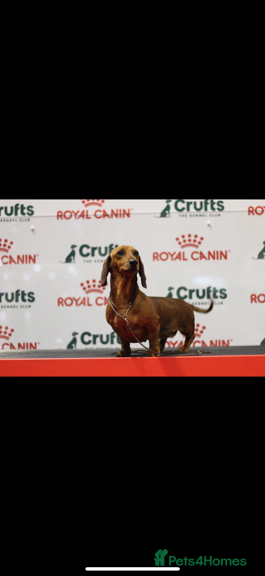 Miniature Dachshund dogs for sale: Champion Sired Show Quality Shaded Red Boys  - Image 12