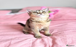Scottish Fold cats for sale: Pedigree Kitten girl looking for a family  - Image 9