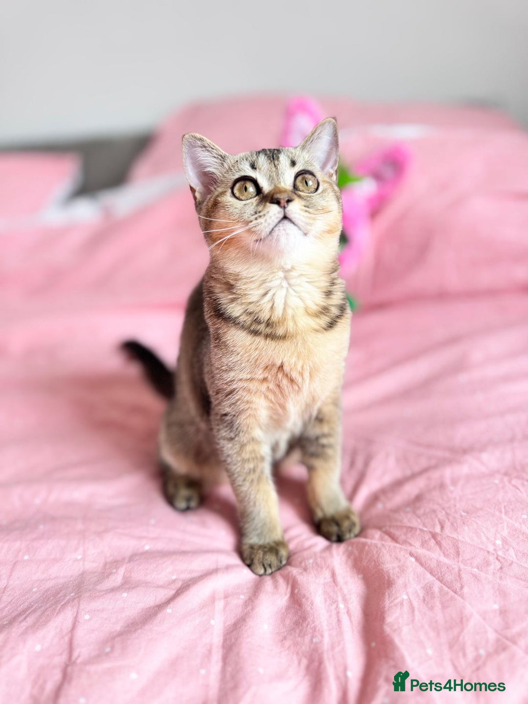 Scottish Fold cats for sale: Pedigree Kitten girl looking for a family  - Image 9