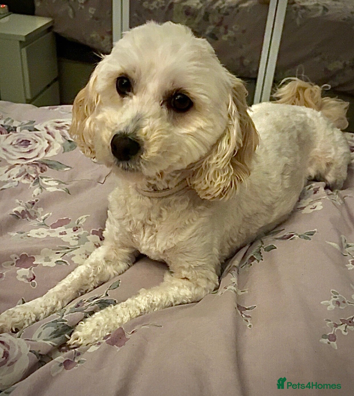 Cockapoo dogs Nahla - Advert 1