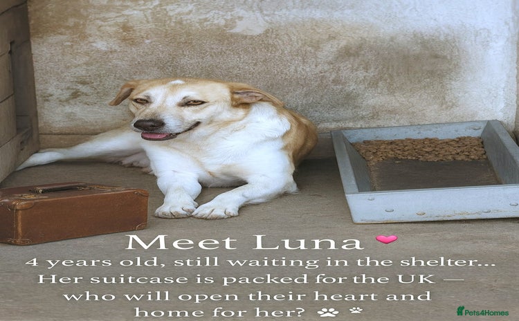 Mixed Breed dogs - Advert 1