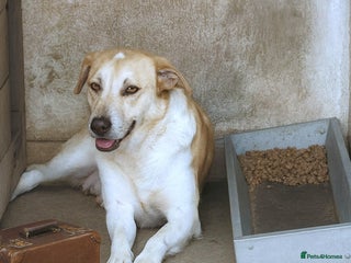Mixed Breed dogs - Advert 30