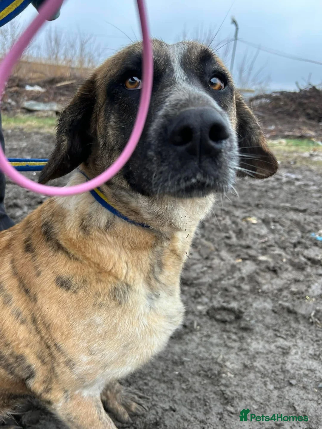 Mixed Breed dogs for adoption: Darcy - Norwich Norfolk  in Norwich - Advert 18