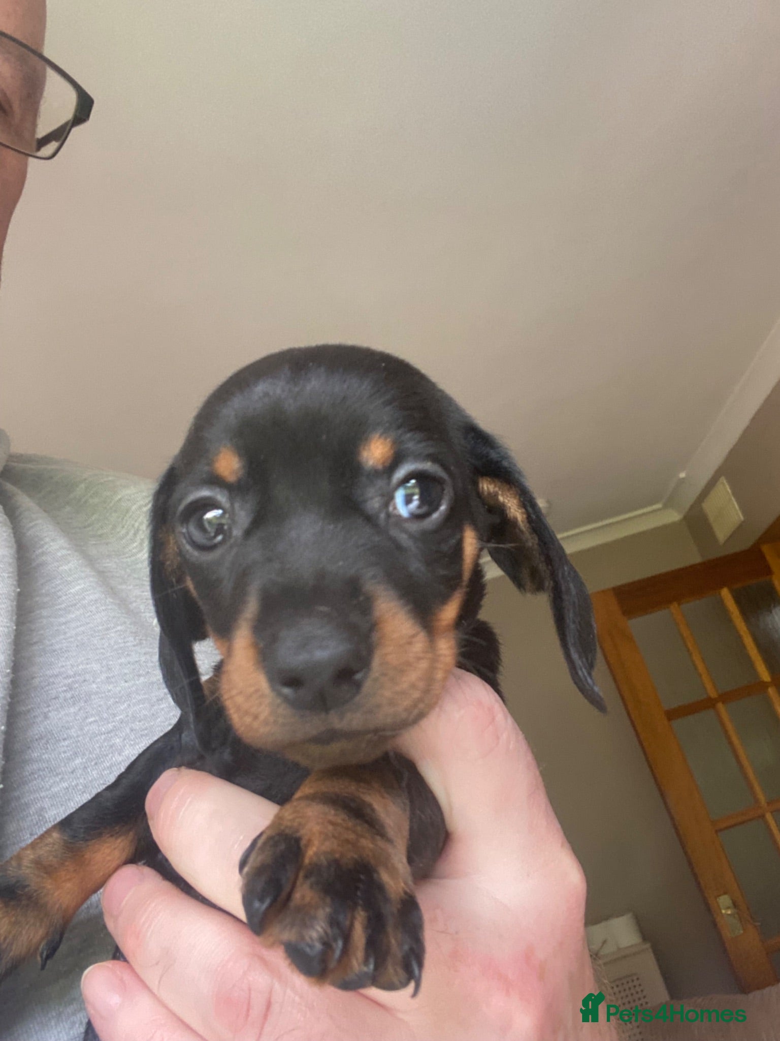 Miniature Dachshund dogs Miniature dachshund puppies  - Advert 1