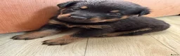 Rottweiler dogs for sale: Rottweiler pups  - Advert 7